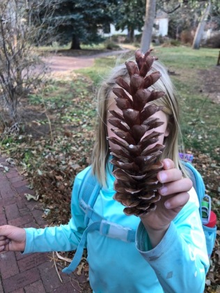 Huge pine cone